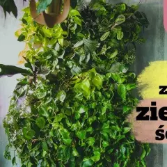 Kwietnik ścienny DIY: Jak stworzyć zieloną ścianę w 3 krokach?
